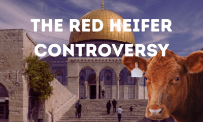 the red heifer controversy