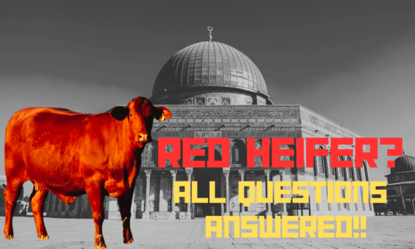 Red Heifer in front of Al aqsa masjid