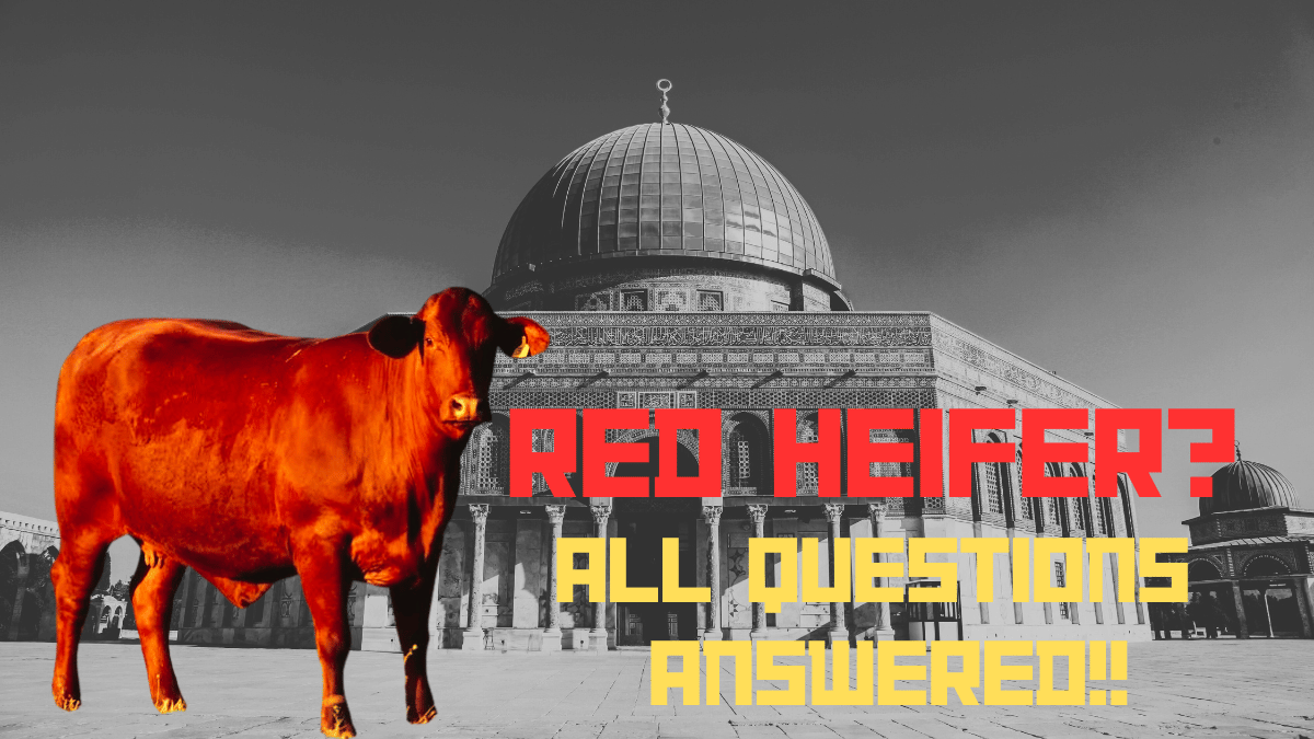 Red Heifer in front of Al aqsa masjid